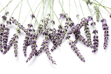 Image showing lavender flowers