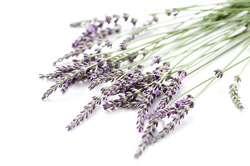 Image showing lavender flowers