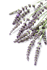 Image showing lavender flowers