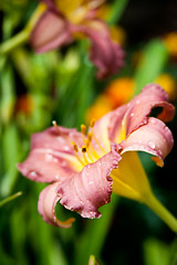 Image showing fresh lily flower