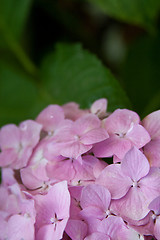 Image showing hydrangea flower