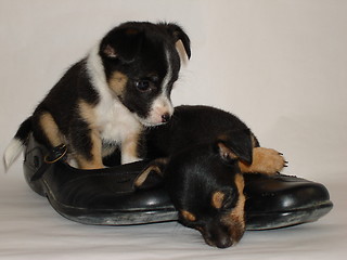 Image showing Cute pair of puppies in shoes