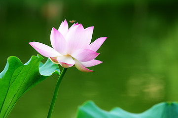 Image showing Lotus flower blooming in pond