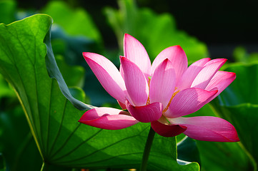 Image showing Lotus flower blooming in pond