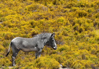 Image showing zebra on yellow background