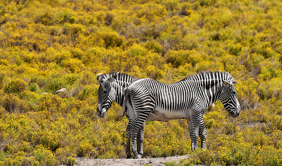 Image showing 2 zebras on yellow background
