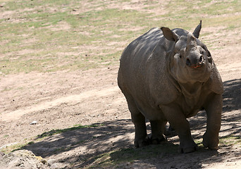 Image showing Rhino