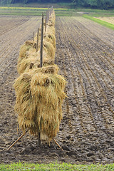 Image showing Autumn rice field