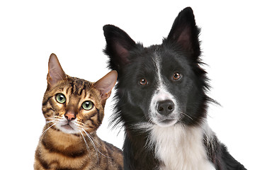 Image showing Dog and Cat