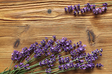 Image showing Lavender