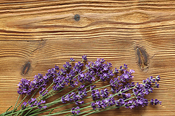 Image showing Lavender