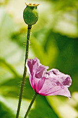 Image showing poppy