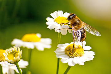 Image showing bee on feverfew