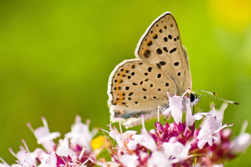 Image showing common blue,  Polyommatus icarus