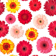 Image showing Seamless Pattern from Vibrant Gerbera Flowers