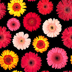 Image showing Seamless Pattern from Vibrant Gerbera Flowers