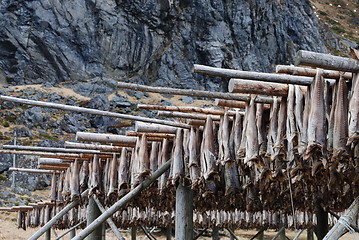 Image showing Stockfish in Lofoten