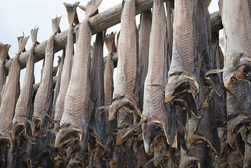 Image showing Stockfish in Lofoten