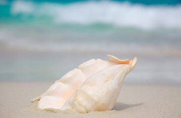 Image showing Shell on the beach.