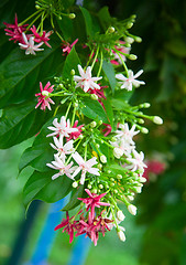 Image showing Tropical flower.