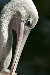 Image showing Pelican close-up