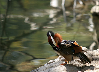 Image showing Drake Mandarin Duck