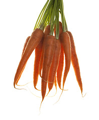 Image showing Bunch of carrots