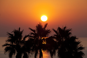 Image showing Sunset over palms