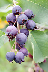 Image showing Shadberry berries