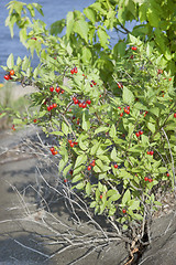 Image showing Nightshade bush with berries