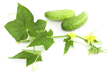 Image showing Cucumber branch and two cucumber