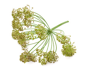 Image showing Big bunch of dill seeds