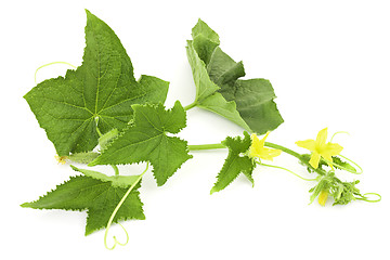 Image showing Cucumber branch on a white