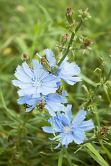 Image showing Chicory with blue flowers