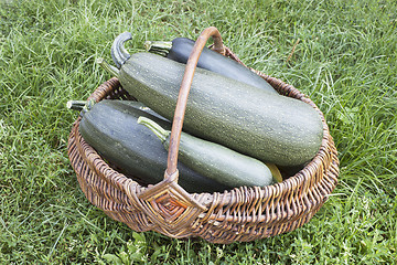 Image showing  Large courgettes in a basket