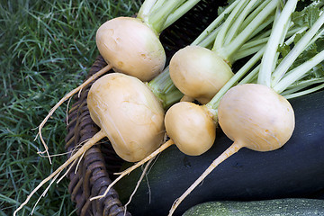 Image showing Turnips lying in a basket