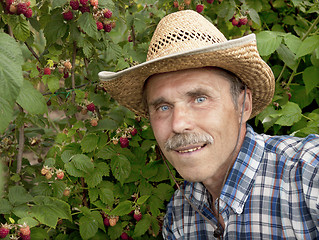 Image showing An elderly gardener in the garden