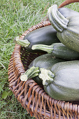 Image showing  Large courgettes in a basket