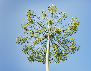 Image showing Dill umbrella against the sky