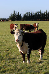 Image showing Hereford beef cattle