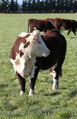 Image showing Hereford beef cattle