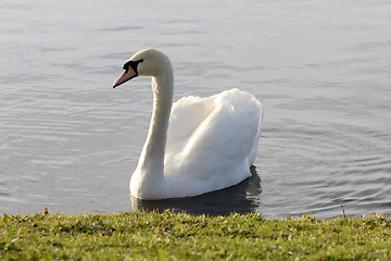 Image showing white swan