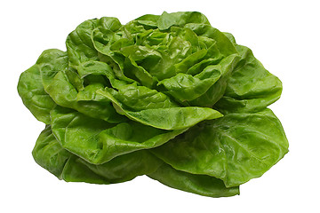 Image showing Butterhead Lettuce w/ Path.