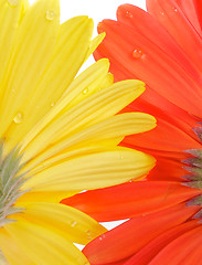 Image showing Gerbera view from under