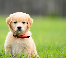 Image showing Puppy Sitting In the grass with copyspace on the right.