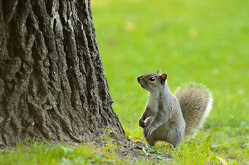 Image showing Little Squirrel