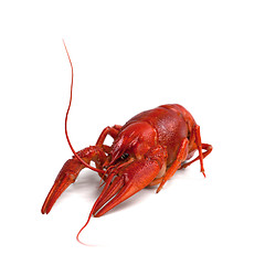 Image showing Boiled crawfish on white background