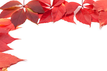 Image showing Autumn leaves frame on white. Virginia creeper leaves.