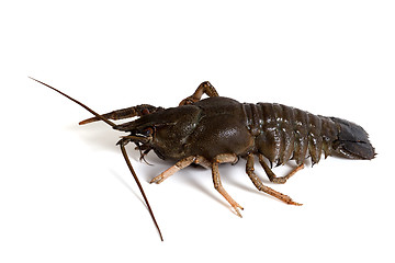 Image showing Crawfish on white background