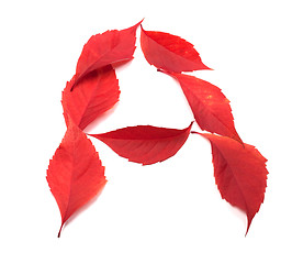 Image showing Letter A composed of red autumn virginia creeper leaves